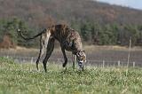GALGO 008
